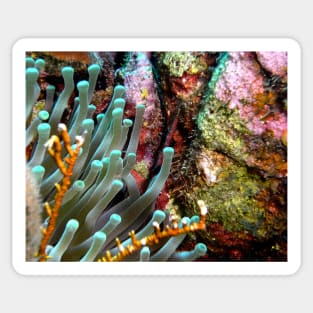 Sea Anemone and Coral Wall Sticker